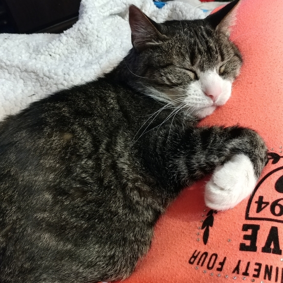 Meet your Posher, Lacey - Picture 2 of 6